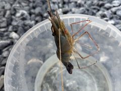 -DGE季风钓虾营地·团建·聚会