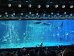 -烟台海昌鲸鲨海洋公园