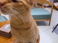 -藏猫猫咖啡主题馆(中央大道店)