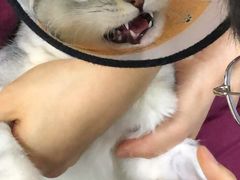 -美联众合爱康动物医院•复杂内科•肿瘤科•牙科•腔镜诊疗中心