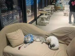 -怪兽屋·羊驼·猫咖·狗咖(俊华广场店)