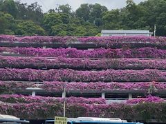 -深圳仙湖植物园