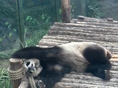 -大连森林动物园