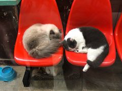 -猫咪博物馆(顶澳仔猫街店)