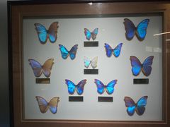 -上海昆虫博物馆