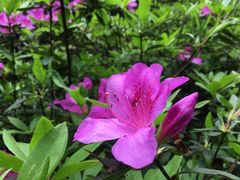 -江西阳明山国家森林公园