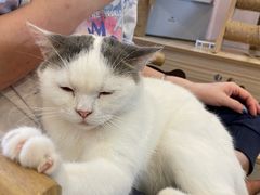 -猫咪派对(江南西店)