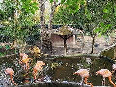 -清迈夜间动物园