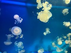 -海合安成都极地海洋公园