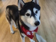 -Husky Go! 哈士奇体验馆·宠物咖啡厅狗咖