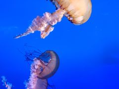 -太平洋海底世界