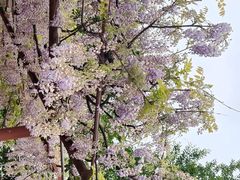 -嘉定紫藤园