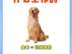 -翊宠yipet猫狗购宠庄园犬舍•猫舍
