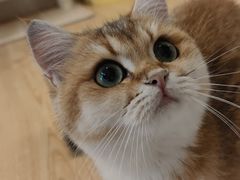 -有喵·猫咖·狗咖·30几只猫10只小狗(岗厦店)