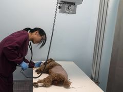 -顺强宠物诊所·狂犬免疫·夜诊·骨科(嘉定店)