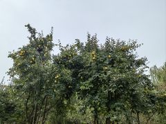 -石家庄市植物园