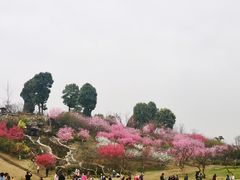 -秀丽东方