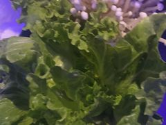 -额尔敦传统涮(公园西路店)