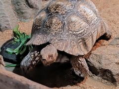 -泉州海丝野生动物世界