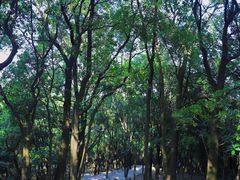 -火炉山森林公园