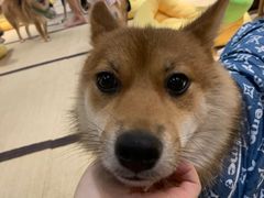 -逗柴咖啡屋·狗咖猫咖宠物桌游