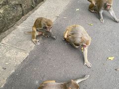 -黔灵山公园