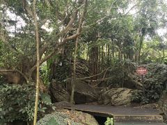 -呀诺达热带雨林