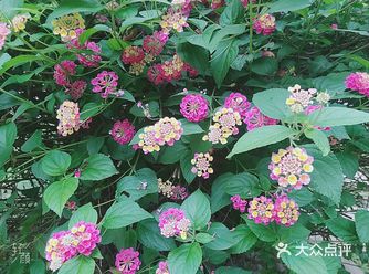 五月开的最艳丽的五色花，无法用语言表达它的可爱