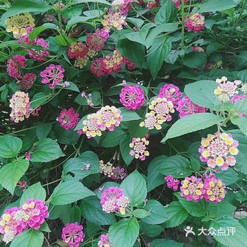 五月开的最艳丽的五色花，无法用语言表达它的可爱