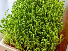 鲜豆豌豆苗-湊湊火锅·茶憩(上海合生汇店)