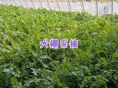 -意大利农场度假村