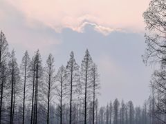 -黄海国家森林公园
