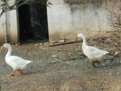 -武汉世外桃源农庄