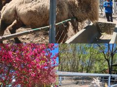 -长白岛森林公园