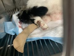 -爱佳宠物中心医院24H·CT·骨外科·猫专科(瑶海万达店)