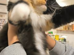 -楼上猫咖(罗湖店)