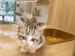 -飞行喵MR PILOT|猫舍·猫咖(静安大融城店)
