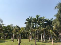 -西双版纳原始森林公园