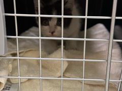 -瑞鹏宠物医院·宠保定点·心脏科·内科(御桥分院)