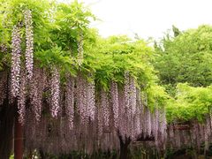 -嘉定紫藤园