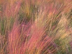 -艾溪湖湿地公园