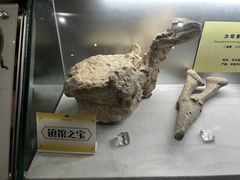 -河南自然博物馆