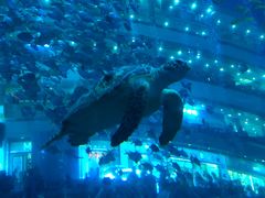 -成都浩海立方海洋公园