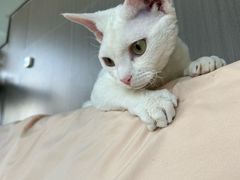 -佳雯宠物医院·皮肤科·内外科(春晓路分院)