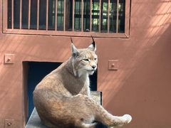 -青藏高原野生动物园