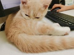 -瑞鹏宠物医院·骨科·猫科·内科(第一中心)