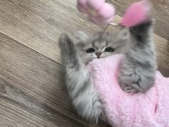 -柚子猫舍·精品猫舍购猫·猫咪认养·购宠·宠物店