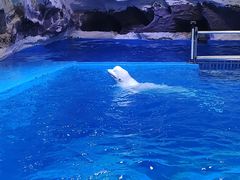-海合安青岛极地海洋公园