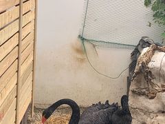 -湖鲜楼