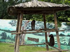 -西霞口神雕山野生动物世界